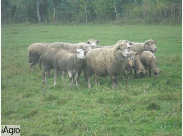 JAGNIĘCINA tusze rasy miesnej saffolk/ BCP