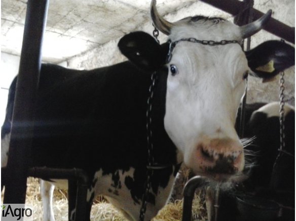 Sprzedam Jałówki Cielne HF