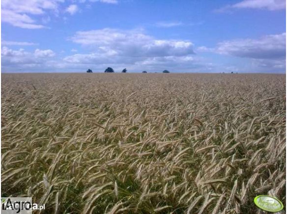 Żyto  najtańsza cena w województwie workowane.około 15 ton.Możliwość negocjacij