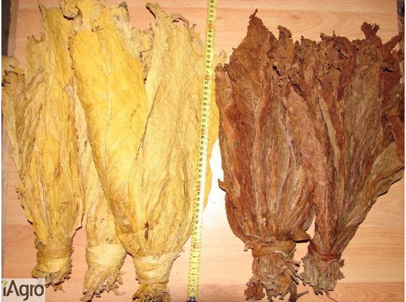 Liście tytoniu. Możliwa wysyłka !!!