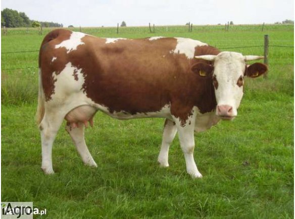 Krowa Simental z cielęciem sprzedam 