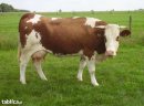 Krowa Simental z cielęciem sprzedam 