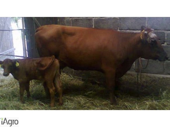 Sprzedam krowę czerwoną,wycieloną.