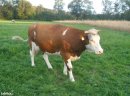 Sprzedam krowę simental - zdjęcie 1