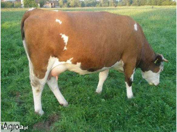 Sprzedam krowę simental