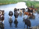 Ukraina.Krowy,jalowki,mleko 3,5%.Cena 0,90 zl/litr - zdjęcie 5