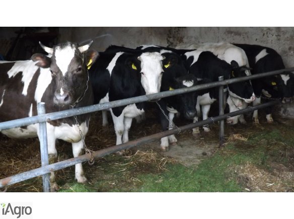 Jałówki 6 szt.  8 mies.cielne