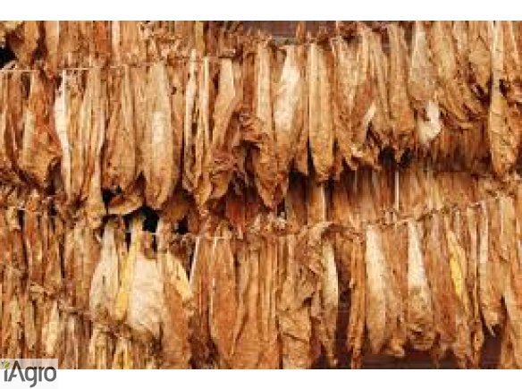 Liście Tytoniu ! odbiór , Wysyłka !