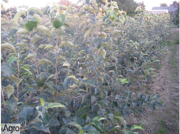 SPRZEDAM drzewa RED Booskopa około 1000 szt.