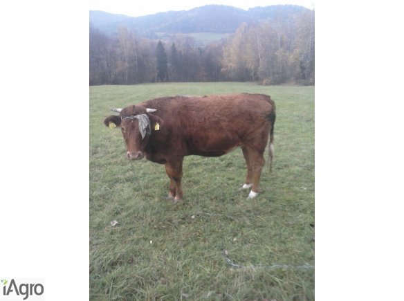Sprzedam Jałówkę