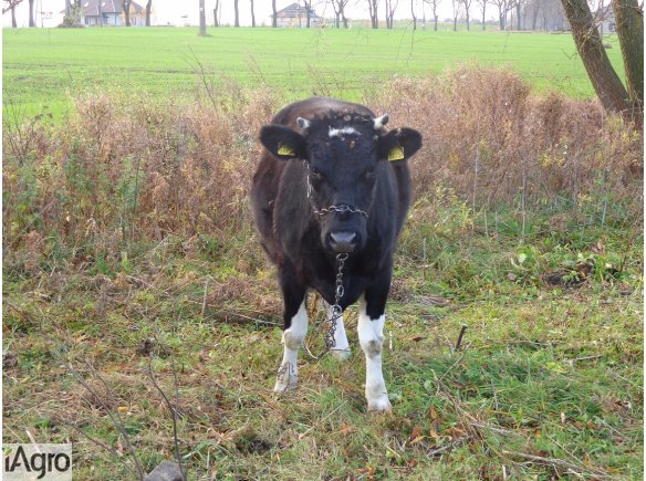 Jałowica , ze świadectwem zacielenia. 
