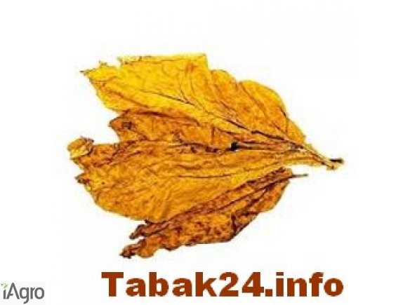 WYSYŁKOWA SPRZEDAŻ LIŚCI TYTONIU