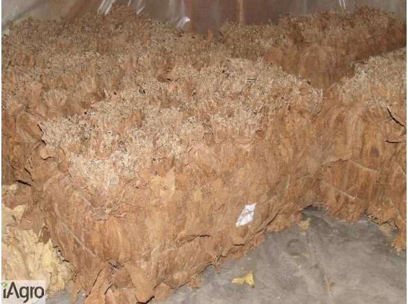 Tytoń do palenia, super jakość!