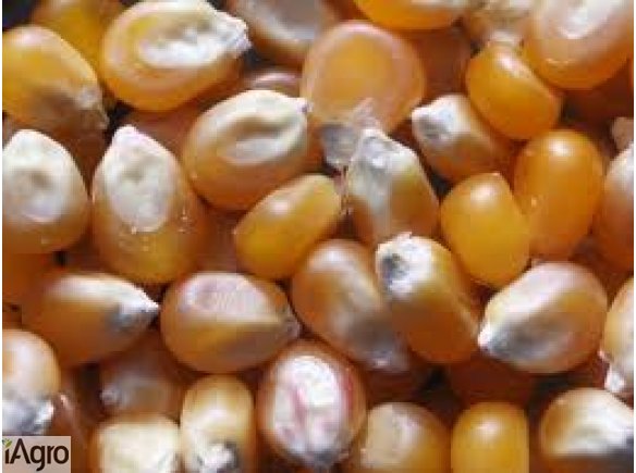 KUKURYDZA sucha