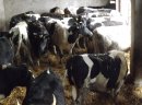 Jałówki cielne 7 mies. - zdjęcie 3