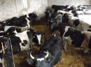 Jałówki cielne 7 mies.