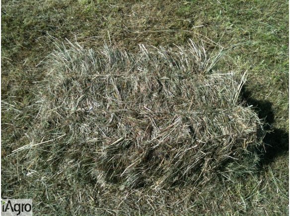 Siano kostki z 1go pokosu, polecam , możliwy transport