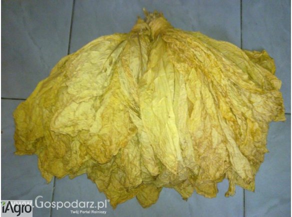 Liście Tytoniu . Tytoń 