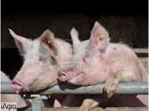 Warchlaki duńskie,holenderskie sprzedam 