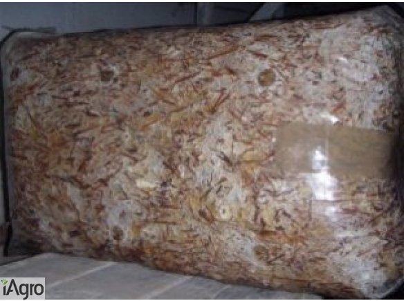 Podłoże do uprawy boczniaka, boczniak, grzybnia boczniaka