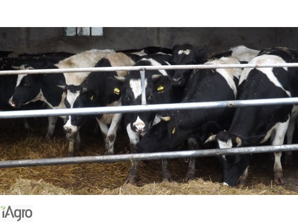 Pilnie sprzedam23 jałówki cielne 7 mies.