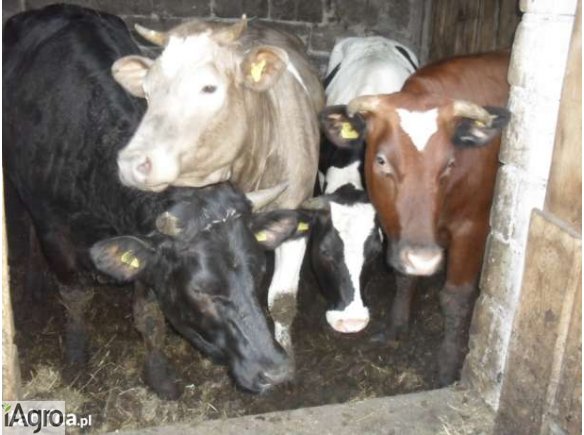 Pilnie sprzedam krowy i jałówki zacielone