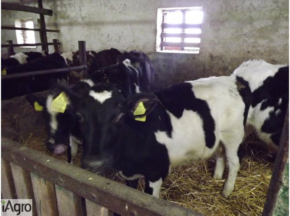 Sprzeda 12 sztuk jałówek w wadze 110-150kg