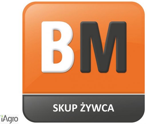 Skup Żywca BM KOBYLIN- GOTÓWKA!!