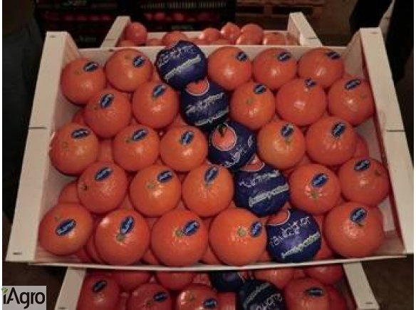 Hurtowych pomarańcze z Hiszpanii
