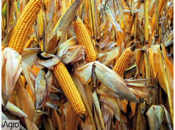 KUKURYDZA sucha