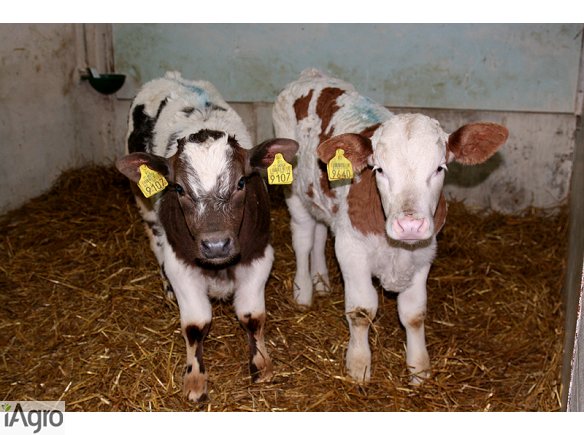 Sprzedaż Cieląt- 1200 zł- RATY