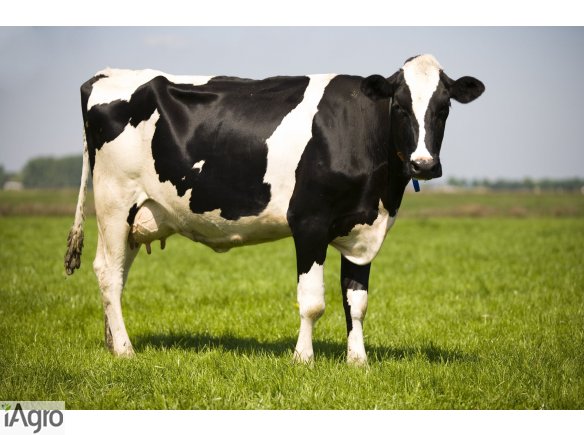 Skup BYDL, TRZODA- Gotówka!!