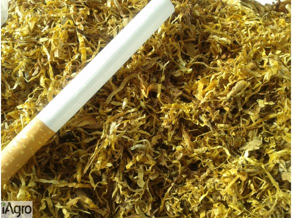 OKAZJA! TYTOŃ  Papierosowy Virginia 69zł/ 1kg- Light do gilz.Ładny zapach.Nie mocny.