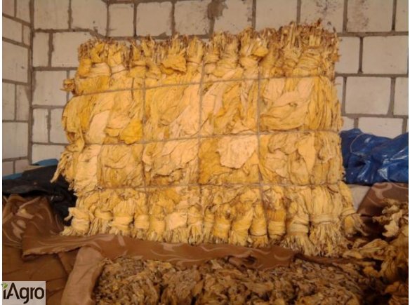 Sprzedam liscie  virgini