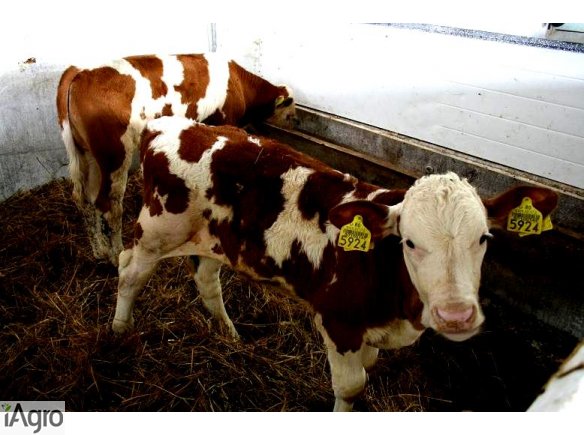 Cielęta Mięsne- SPRZEDAŻ!! TRANSPORT