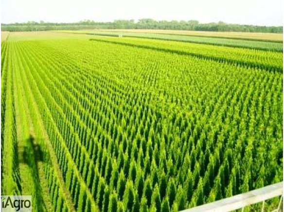 Tuja szmaragd, thuja occ. smaragd, 0,5zł/szt.