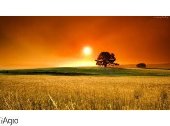 Kupie pszenicę ........