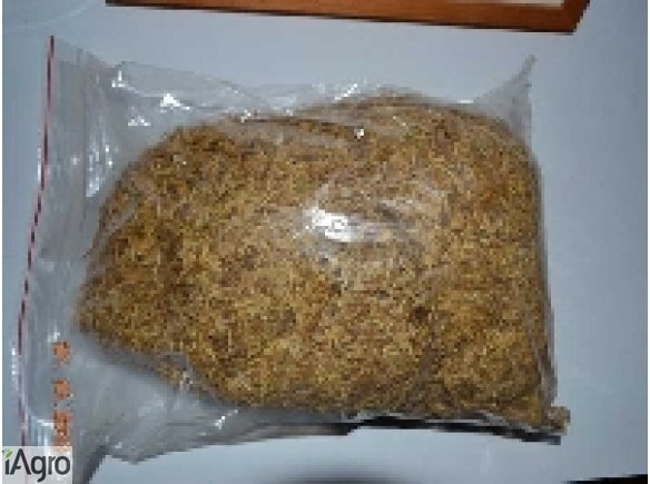 Tanio,OKAZJA,Tani TYTOŃ  Papierosowy Virginia 69zł/ 1kg- Light do gilz.Ładny zapach.Nie mocny.