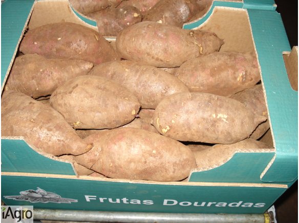 Sprzedam pyszne słodkie ziemniaki- Bataty z Madery