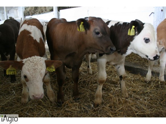 Rasowe Cielęta Mięsne- SPRZEDAŻ!!