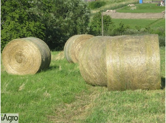 SPRZEDAM SIANO DLA KONI, 200 zł/tona