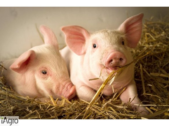 Duńskie warchlaki! Sprzedaż i kontraktacja !!!