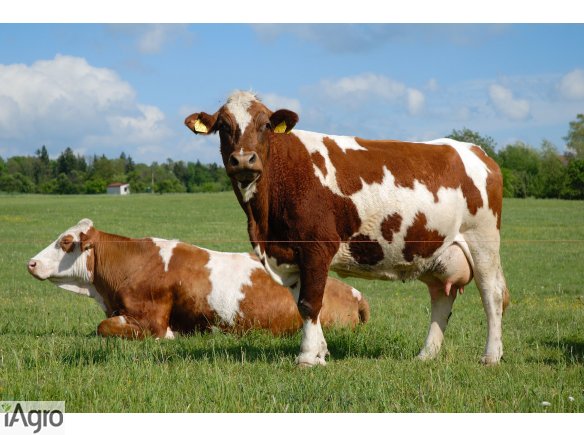 Skup Żywca BM KOBYLIN- GOTÓWKA!!