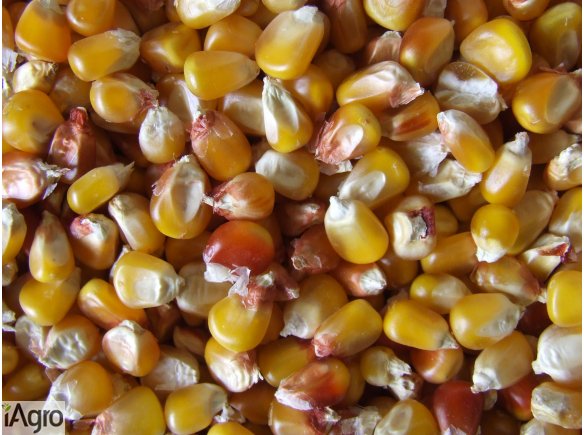 Kukurydza