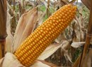 Kukurydza - zdjęcie 2