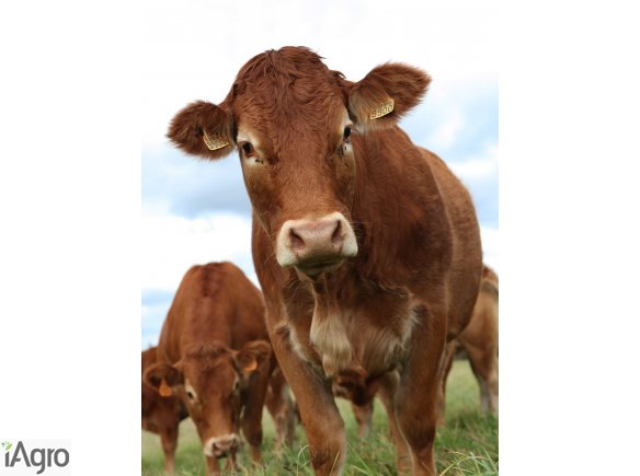 Kupię BYDŁO, TRZODĘ- GOTÓWKA!!