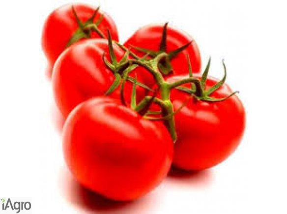 Pomidory sprzedam, tirowe ilosci
