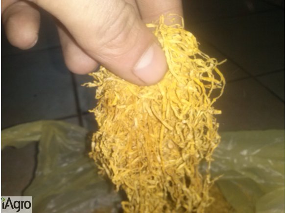 Tytoń do palenia . Virginia Burley !