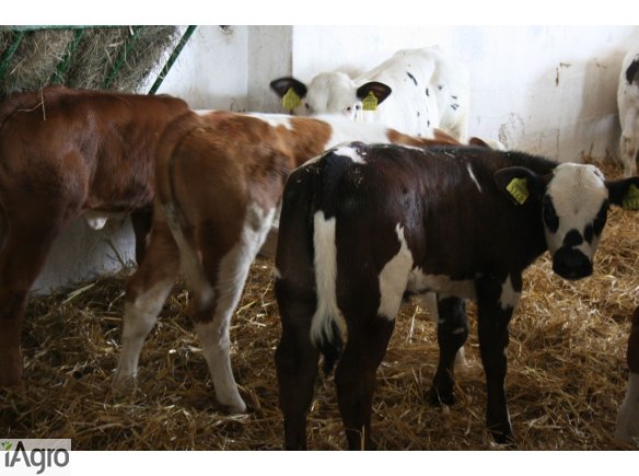 Sprzedam CIELĘTA mięsne, hf- TRANSPORT!!