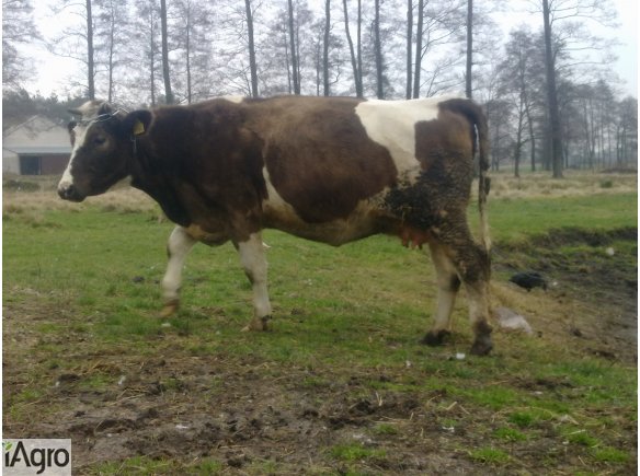 Sprzedam jałówkę cielną!
